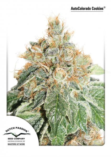 Colorado Cookies Auto (Dutch Passion) Cannabis Samen von Dutch Passion