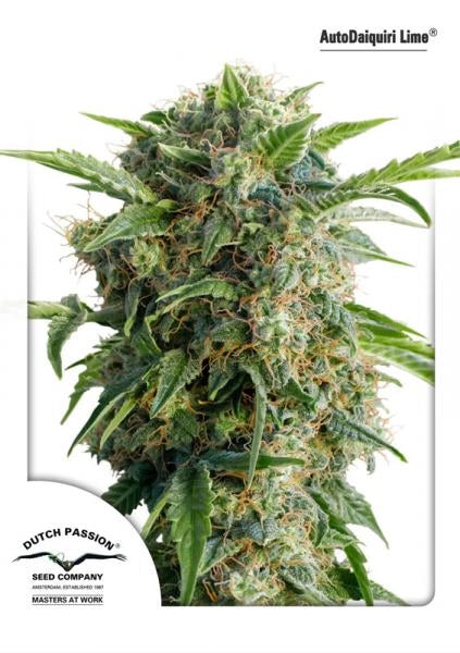 Daiquiri Lime Auto (Dutch Passion) Cannabis Samen von Dutch Passion
