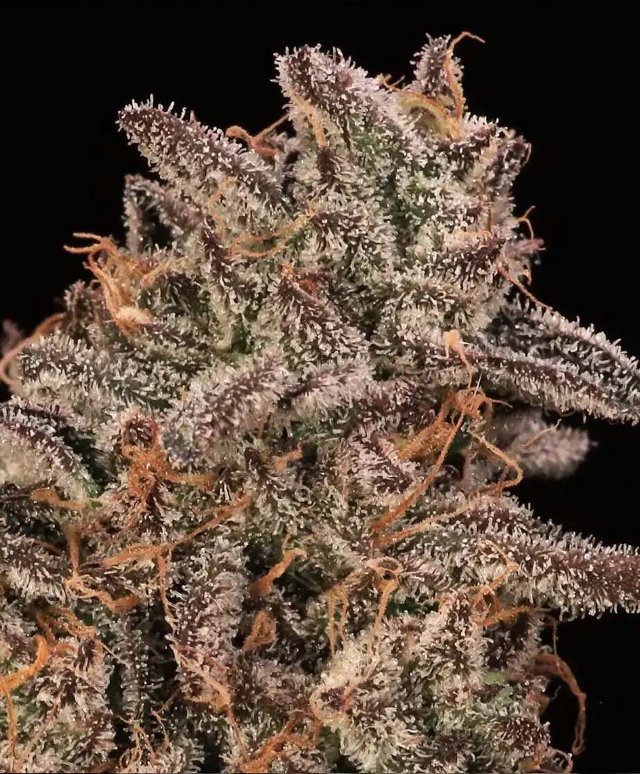 Banana Cream Sundae (Atlas Seed) feminisiert