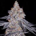 Banana Daddy R1 (Ethos Genetics) feminisiert Cannabis Samen von Ethos Genetics
