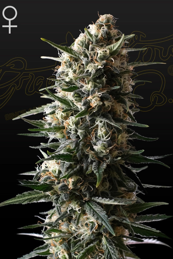 Bubba Slush (Greenhouse Seed Co.) feminisiert Cannabis Samen von Greenhouse Seed Co.