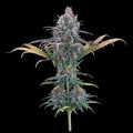 Cinderella Purple (Brothers Grimm Seeds) feminisiert Cannabis Samen von Brothers Grimm Seeds
