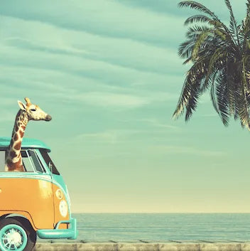 Citradelic Sunset (Ethos Genetics) feminisiert