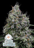 Core Damage (Anesia Seeds) feminisiert Cannabis Samen von Anesia Seeds
