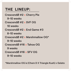 Crescendo Multipack (Ethos Genetics) feminisiert Cannabis Samen von Ethos Genetics