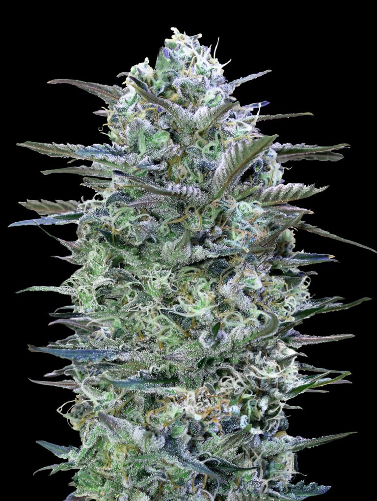 Critical Lemon (Advanced Seeds) feminisiert