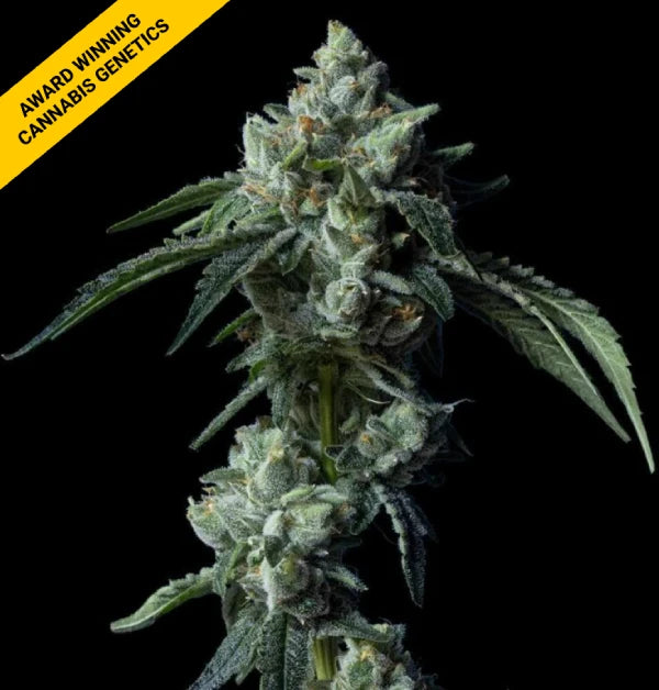 Challah Bread (DNA Genetics) feminisiert Cannabis Samen von DNA Genetics