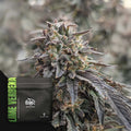 Lime Verbena (Doja) feminisiert Cannabis Samen von Doja Exclusive