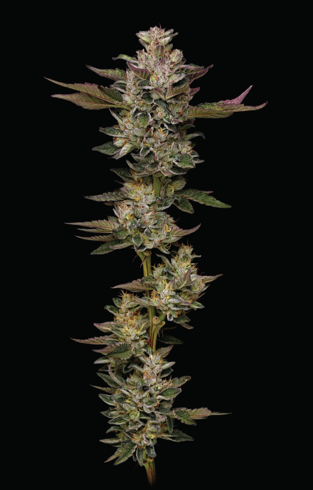 Donutz (Humboldt Seed Co.) feminisiert