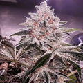Ethos Apex R1 (Ethos Genetics) feminisiert Cannabis Samen von Ethos Genetics