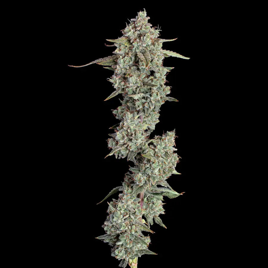 Everglades OG Auto (Happy Valley Genetics)