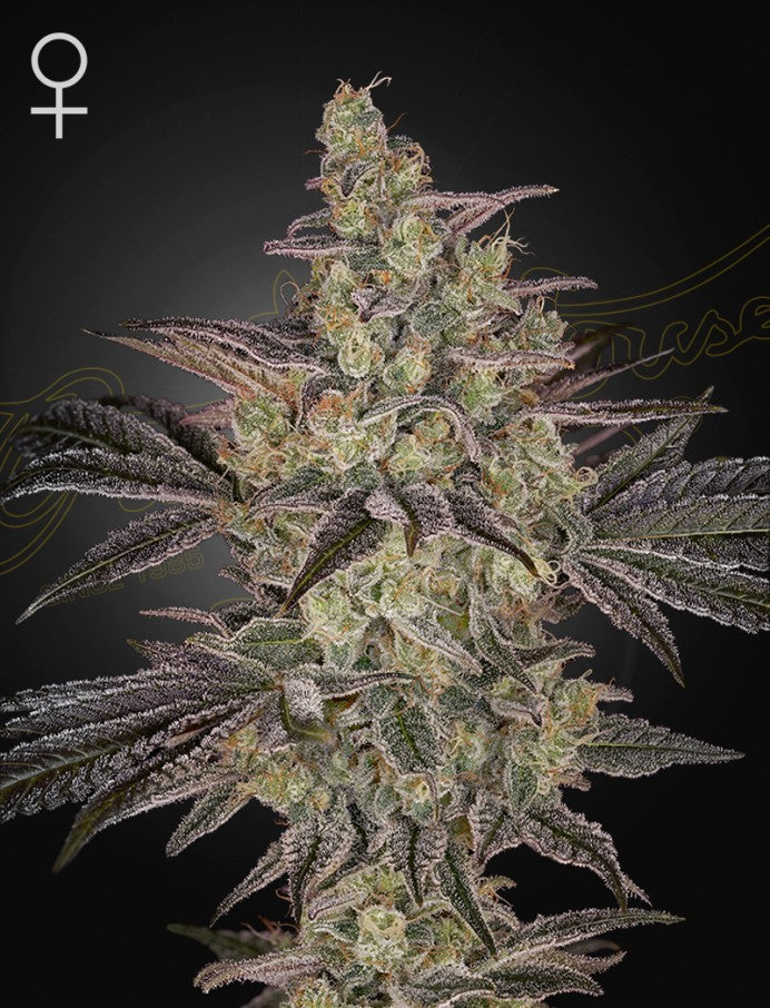 Frosted Guava Auto (Greenhouse Seed Co.)