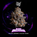 Black Orchard (Wizard Trees) feminisiert Cannabis Samen von Wizard Trees