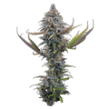 Apollo (Brothers Grimm Seeds) feminisiert Cannabis Samen von Brothers Grimm Seeds