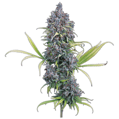 Durban Thai x C99 (Brothers Grimm Seeds) feminisiert Cannabis Samen von Brothers Grimm Seeds