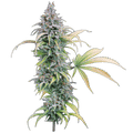 Thai Herer 99 (Brothers Grimm Seeds) feminisiert Cannabis Samen von Brothers Grimm Seeds