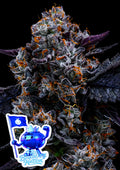 Free Blueberry Nation (Anesia Seeds) feminisiert Cannabis Samen von Anesia Seeds