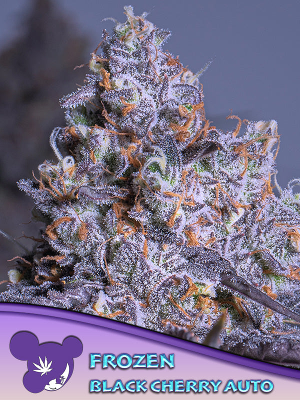 Frozen Black Cherry Auto (Anesia Seeds)