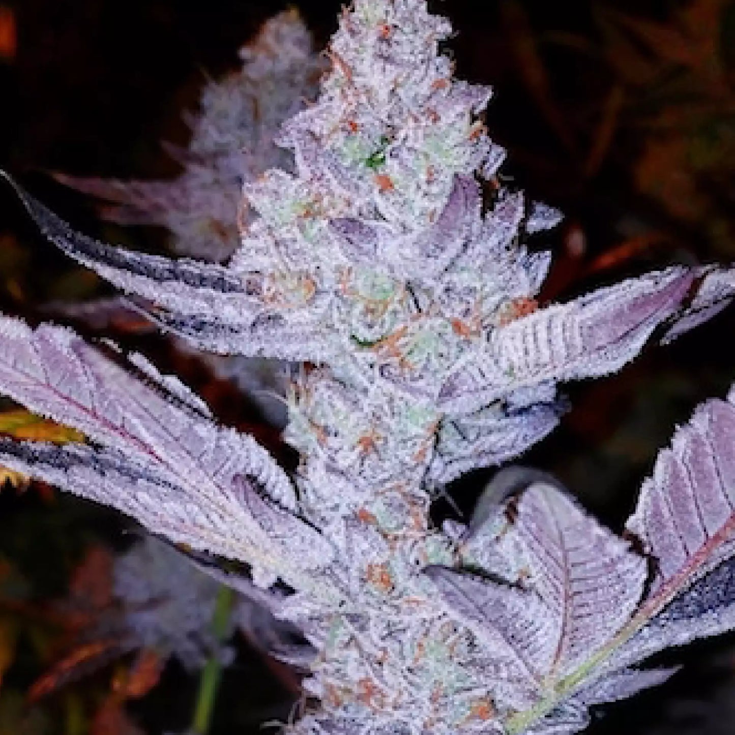 GMO Zkittlez F1 (Ethos Genetics) regulär