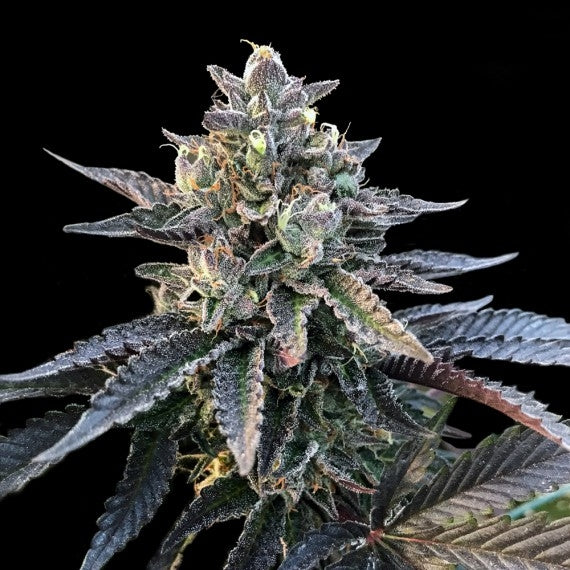 Gelato Sorbet (DNA Genetics) feminisiert Cannabis Samen von DNA Genetics