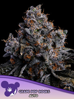 Grape Pop Rocks Auto (Anesia Seeds) Cannabis Samen von Anesia Seeds