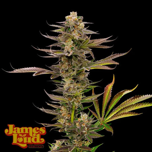 Guavalato Auto (James Loud Genetics)