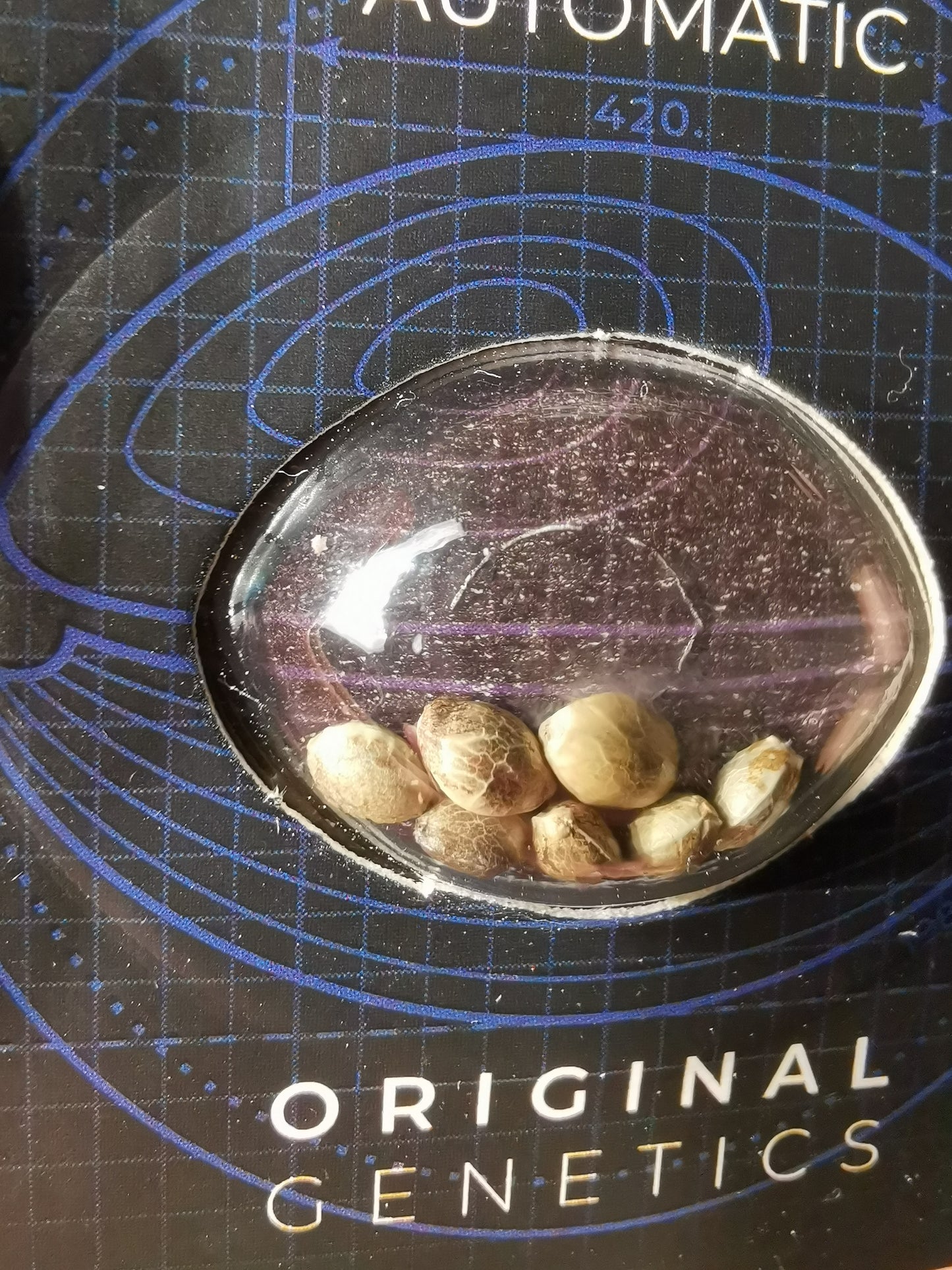 Sticky Orange XXL Auto (Sensi Seeds)