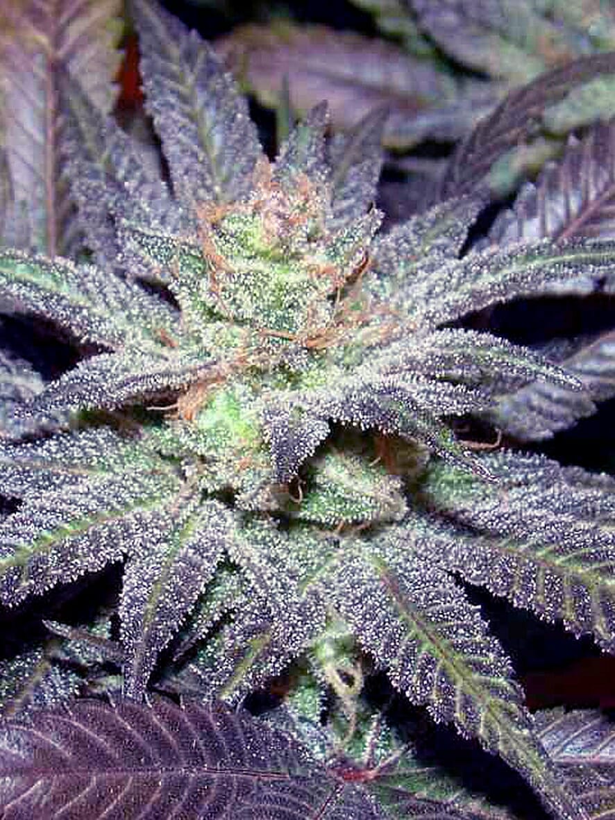 LA Affie (The Cali Connection) feminisiert