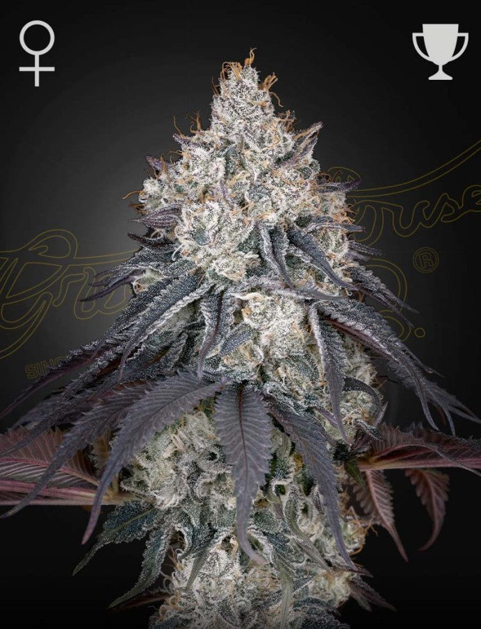 Lemon Orange (Greenhouse Seed Co.) feminisiert