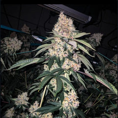 Lemon Whhip Haze IBL (Ethos Genetics) feminisiert Cannabis Samen von Ethos Genetics