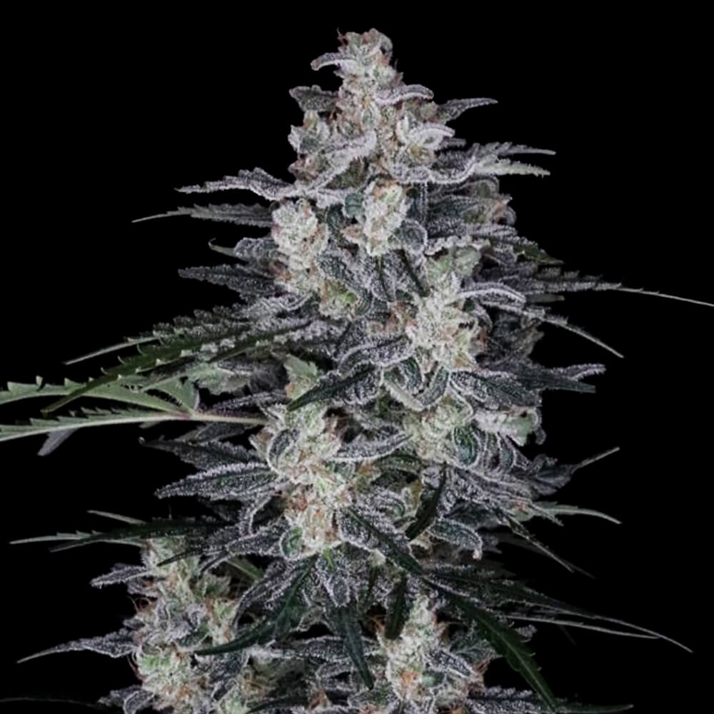 Macnana Auto (DNA Genetics)
