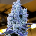 Mandarin Cookies V2 (Ethos Genetics) feminisiert Cannabis Samen von Ethos Genetics