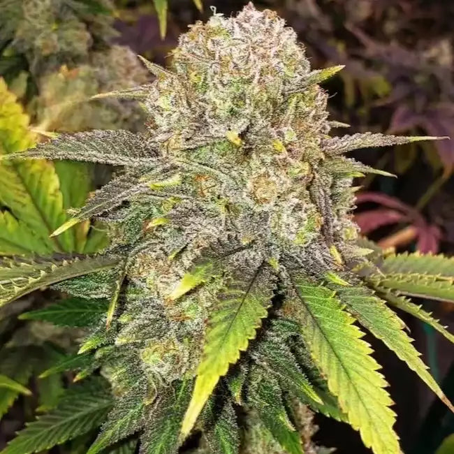 Master Kush Rbx (Ethos Genetics) feminisiert