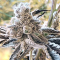 Masterpiece (In House Genetics) feminisiert Cannabis Samen von In House Genetics