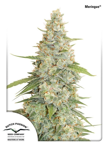 Meringue (Dutch Passion) feminisiert Cannabis Samen von Dutch Passion