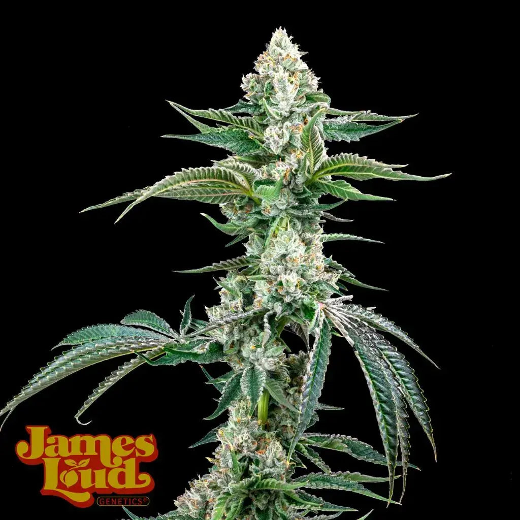 OG Kush Auto F4 IBL (James Loud Genetics)