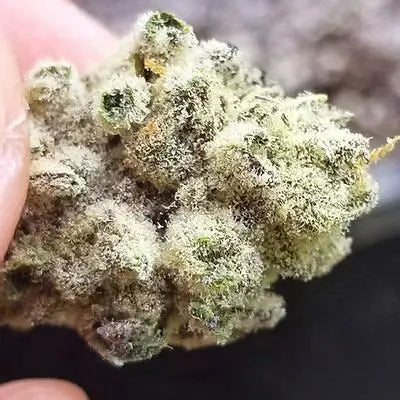 Slurricane IX (In House Genetics) feminisiert