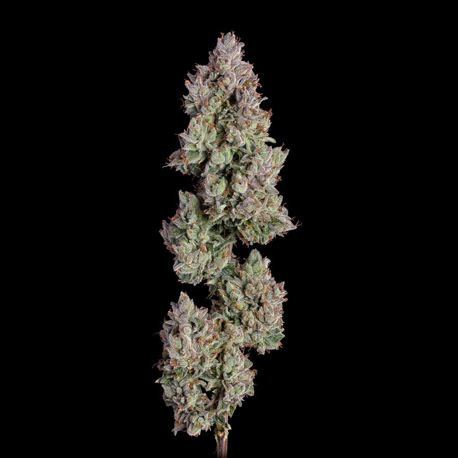 Oh My Thai Auto (Happy Valley Genetics)