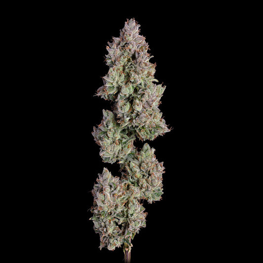 Oh My Thai Auto (Happy Valley Genetics)