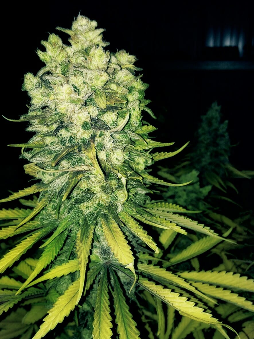 Original Sour Diesel (The Cali Connection) feminisiert