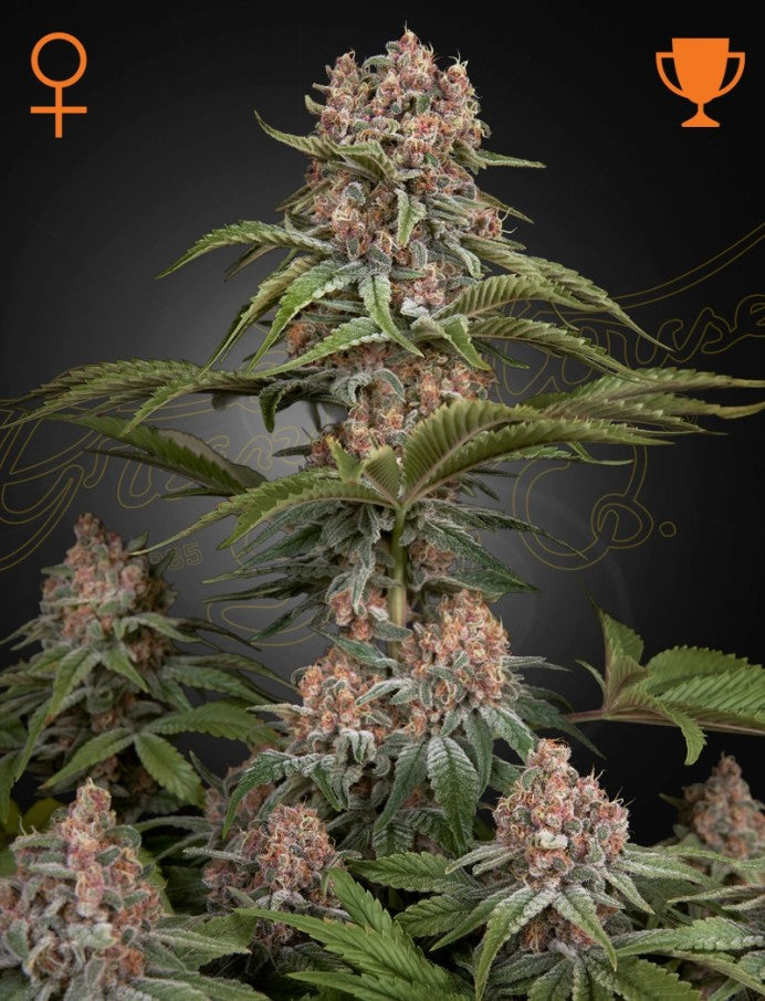 Pure Kush (Greenhouse Seed Co.) feminisiert Cannabis Samen von Greenhouse Seed Co.