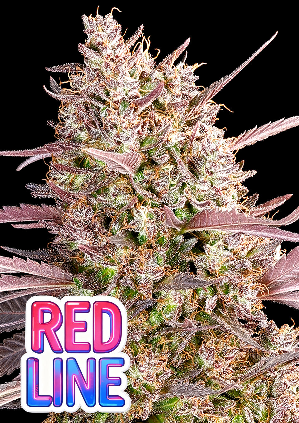 Red Line (Anesia Seeds) feminisiert