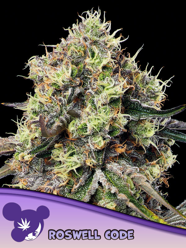 Roswell Code (Anesia Seeds) feminisiert