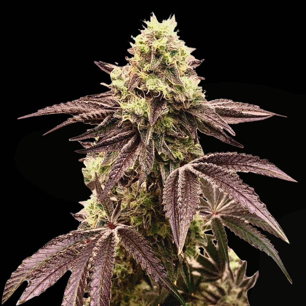 Runtz Auto (MischSeeds)
