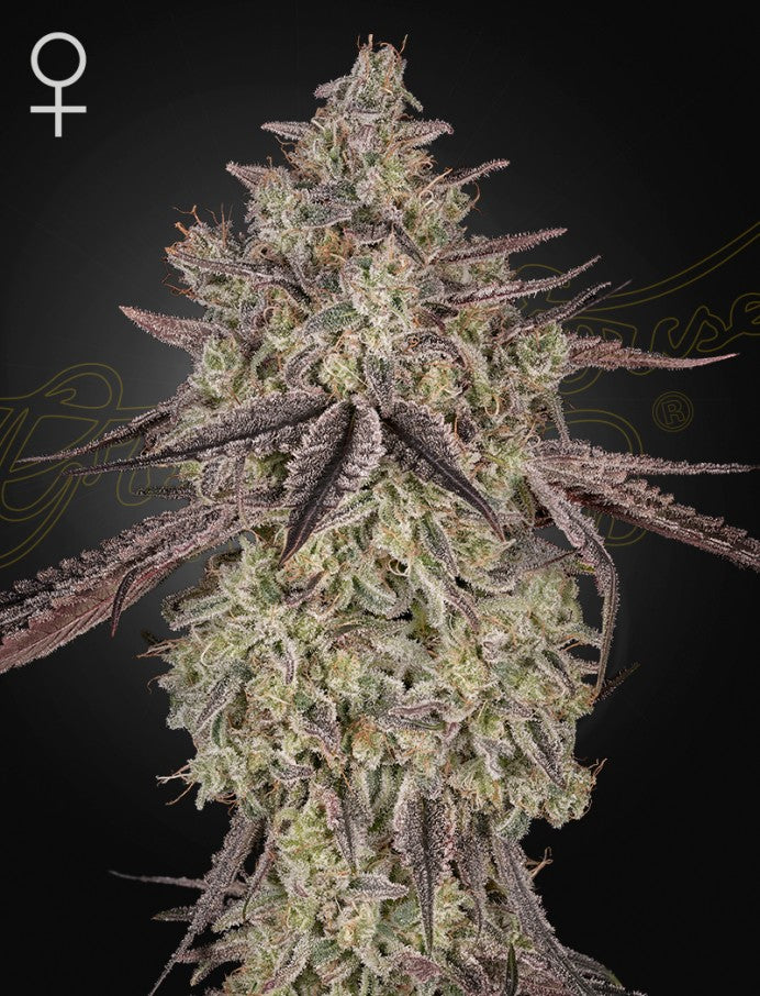 Skywalker Auto (Greenhouse Seed Co.)