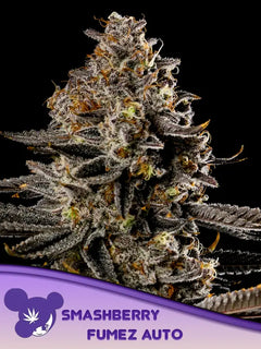 Smashberry Fumez Auto (Anesia Seeds) Cannabis Samen von Anesia Seeds