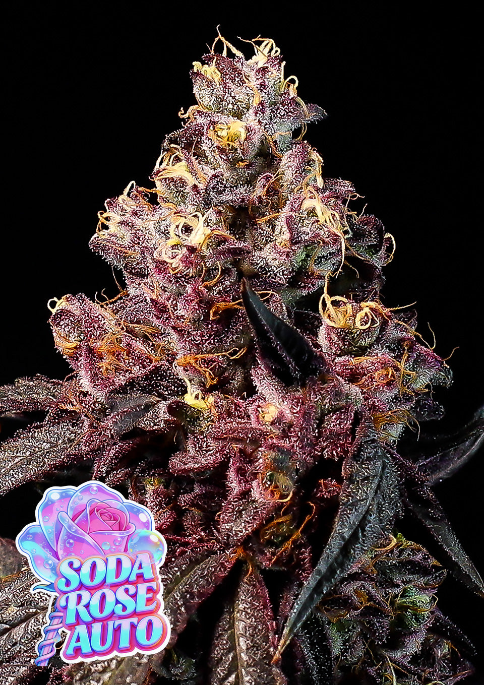 Soda Rose Auto (Anesia Seeds)