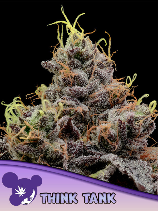 Think Tank (Anesia Seeds) feminisiert
