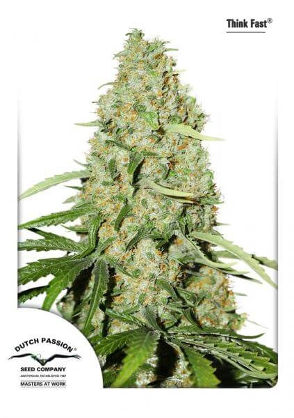Think Fast (Dutch Passion) feminisiert Cannabis Samen von Dutch Passion