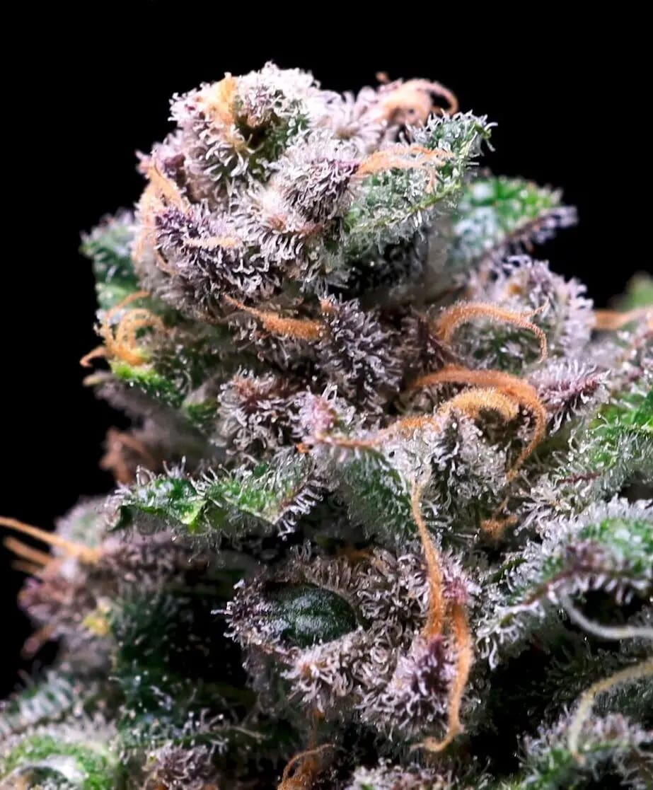 Tropical Cooler (Atlas Seed) feminisiert